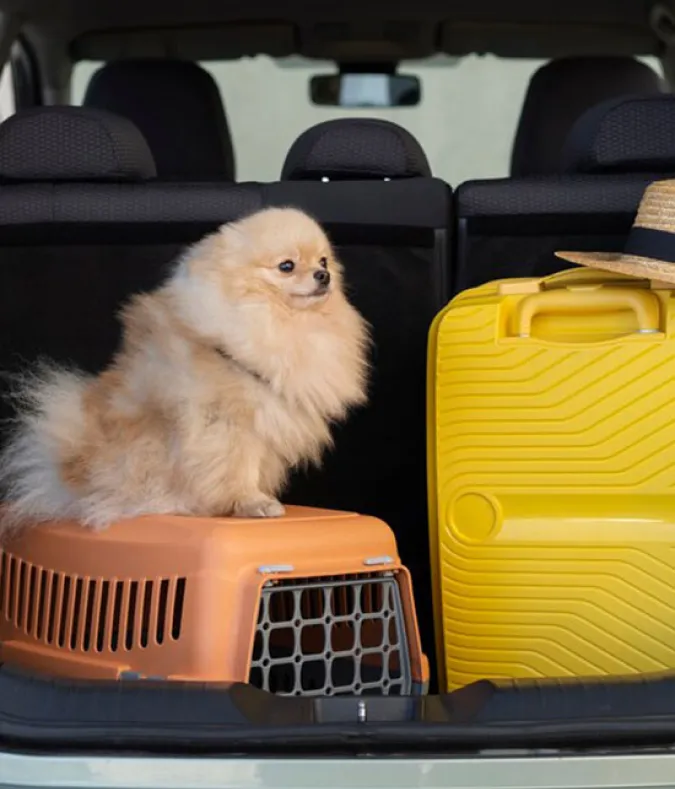 Pet Relocation - Just Box It