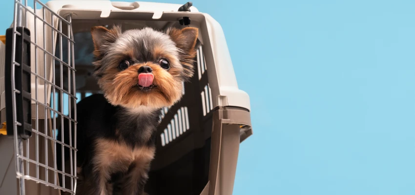 Pet Relocation in DubaI - Pet-Relocation - Just Box It